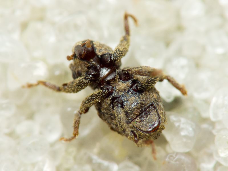 Acalles (Acalles) echinatus (Germar, 1824)